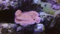 Pflanzen im Aquarium Meerwasser 180l