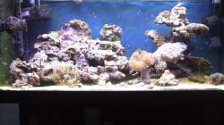 Aquarium Meerwasser 180l