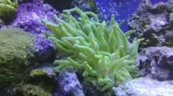 Pflanzen im Aquarium Meerwasser 180l