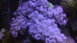 Pflanzen im Aquarium Meerwasser 180l