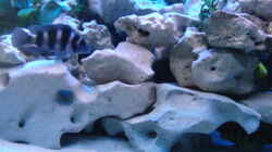 Aquarium Becken 516
