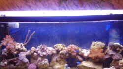 Aquarium Becken 5176