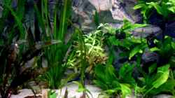 Pflanzen im Aquarium Becken 5180