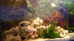 Pflanzen im Aquarium Becken 5182