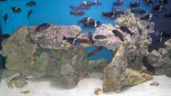 Aquarium Becken 5265