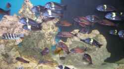 Aquarium Becken 5265