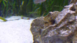 Besatz im Aquarium Becken 53