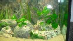 Pflanzen im Aquarium Becken 532