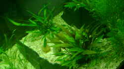 Pflanzen im Aquarium Becken 5335