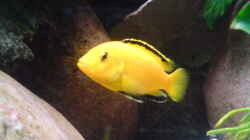 Labidochromis sp. yellow Männchen