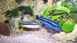 Melanochromis sp. northern blue makonde Männchen & Weibchen