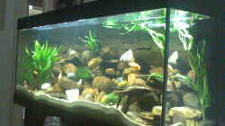 Aquarium Becken 5433