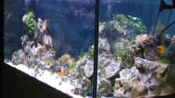 Aquarium Becken 547