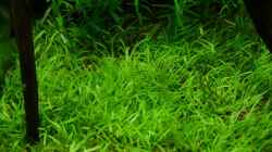 Ultricularia graminifolia