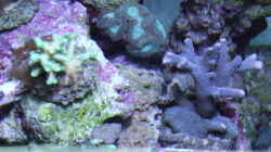 Pflanzen im Aquarium Becken 5508