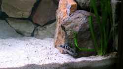 Julidochromis Weibchen