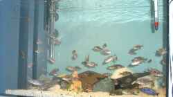 Besatz im Aquarium Becken 555
