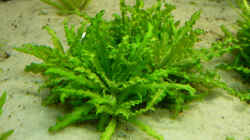 Pflanzen im Aquarium Becken 5552