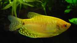 gelber Fadenfisch