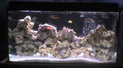 Aquarium Becken 5558