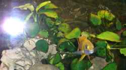 Pflanzen im Aquarium Becken 5568