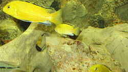 Labidochromis caeruleus ´Yellow´