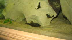 Besatz im Aquarium Becken 559