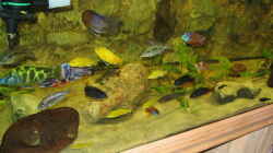 Aquarium Becken 559