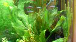 Gefleckte grüne Schwertpflanze /Echinodorus ozelot grün