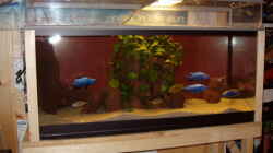 Aquarium Becken 563
