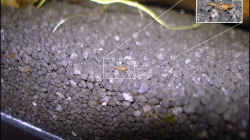 Garnelennachwuchs - ca. 4 mm groß