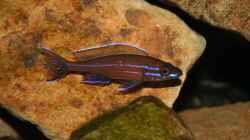 Paracyprichromis Nigripinnis Männchen
