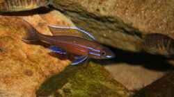 Paracyprichromis Nigripinnis MÃ¤nnchen mit Altolamprologus Compressiceps Kigoma