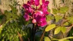 Hier noch meine neue Orchidee.