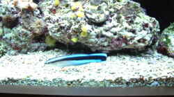 Besatz im Aquarium Becken 575
