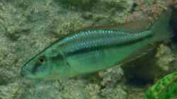 Dimidiochromis compressiceps  Bock