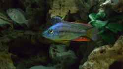 Dimidiochromis strigatus Bock 