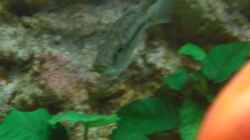 Dimidiochromis strigatus Weib mit vollem Maul