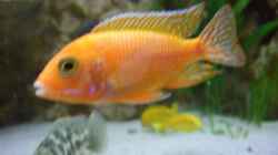 Aulonocara spec. Firefish Bock