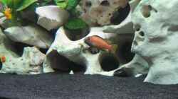 Mein Melanochromis Johannii-Männchen am Anfang der Umfärbung