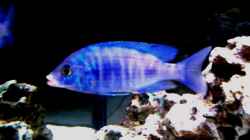 Placidochromis Phenochilus (white lips)
