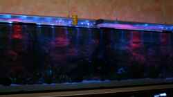 Aquarium Becken 5816