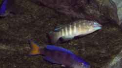 Tanganicodus irsacae und Cyprichromis leptosoma