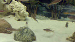 Besatz im Aquarium Becken 5831