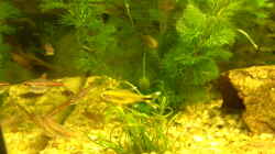 Pflanzen im Aquarium Becken 5832