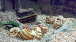 Dekoration im Aquarium Becken 5850
