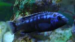 Interruptus Männchen (Melanochromis)