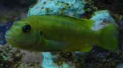 Interruptus Weibchen (Melanochromis)