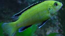 Yellow Männchen (Labidochromis Caurelius)