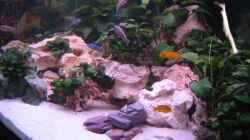 Dekoration im Aquarium Becken 5905